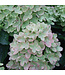 Proven Winner Hydrangea 'Little Lime ' PW 3G