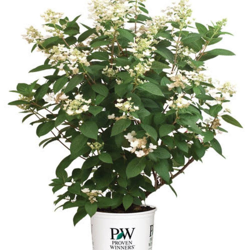 The Plant Shoppe Hydrangea 'Quick Fire' PW Tree 7G