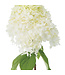 Proven Winner Hydrangea p. 'Limelight' 3G PW
