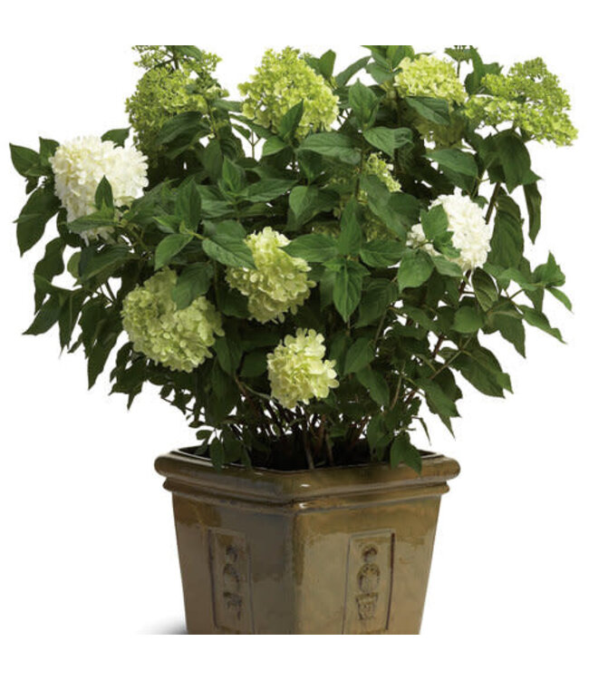 Proven Winner Hydrangea p. 'Limelight' 3G PW