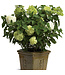 Proven Winner Hydrangea LIMELIGHT 3G PW
