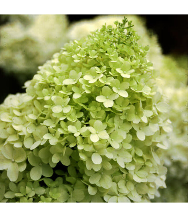 Proven Winner Hydrangea p. 'Limelight' 3G PW