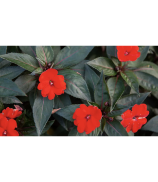 The Plant Shoppe Sunpatients  asst 1qt