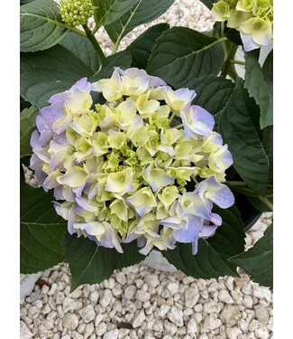 Proven Winner Hydrangea 'Lets Dance Blue Jangles' PW 2g