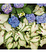 Proven Winner Hydrangea 'Lets Dance Blue Jangles' PW 2g