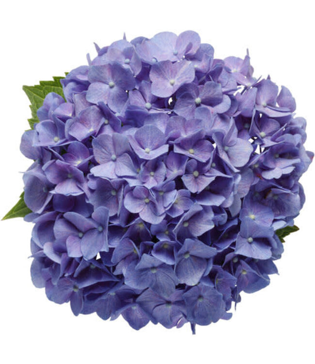 Proven Winner Hydrangea 'Lets Dance Blue Jangles' PW 2g