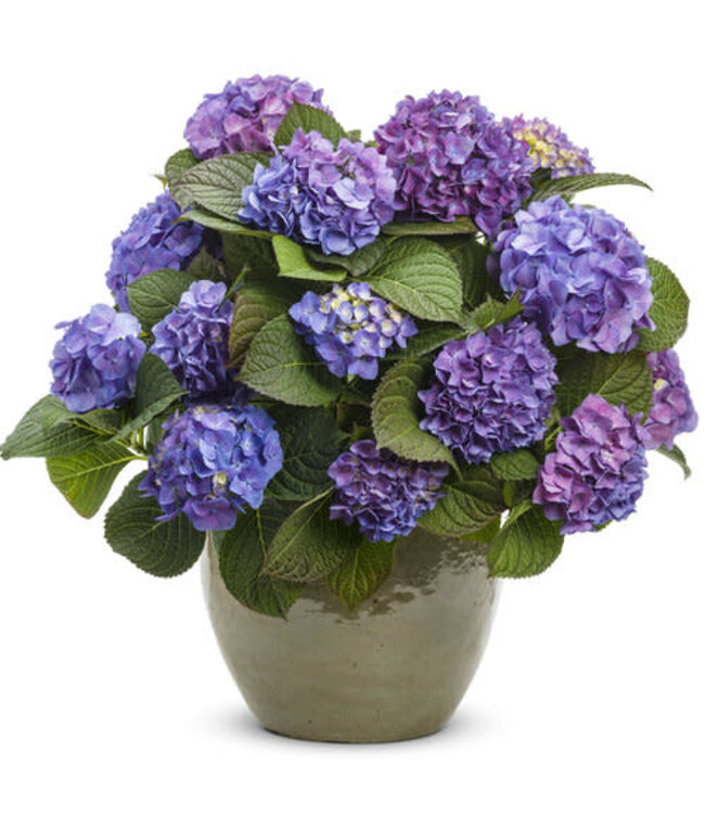 Proven Winner Hydrangea 'Lets Dance Blue Jangles' PW 2g