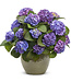 Proven Winner Hydrangea 'Lets Dance Blue Jangles' PW 2g