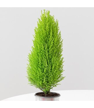 Goldcrest 4.5" lemon cypress
