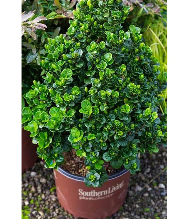 Southern Living GARDENIA DIAMOND SPIRE# 3