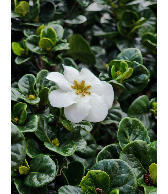 Southern Living GARDENIA DIAMOND SPIRE# 3