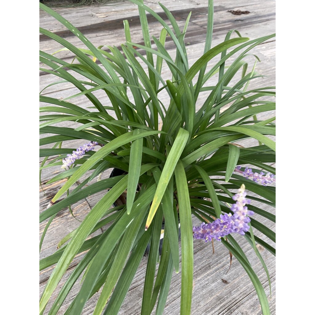 The Plant Shoppe Liriope 'Super Blue' 1G