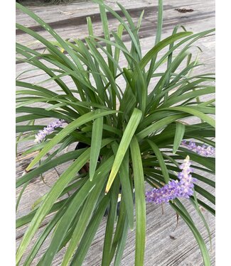 The Plant Shoppe Liriope 'Super Blue' 1G