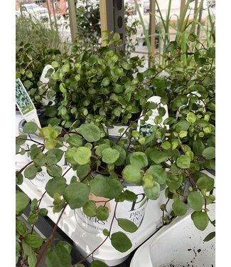 Proven Winner Big Leaf Creeping Wire VIne PW 1q