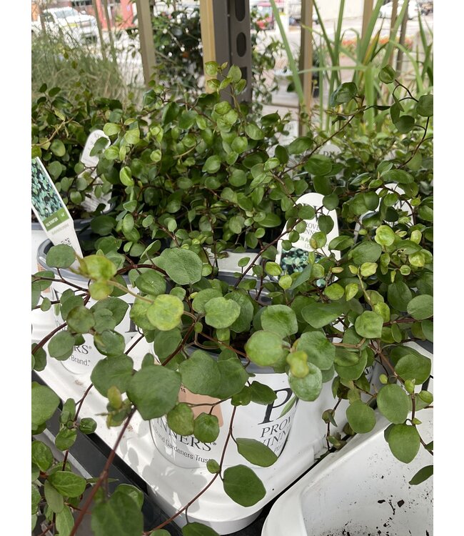 Proven Winner Big Leaf Creeping Wire VIne PW 1q