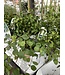 Proven Winner Big Leaf Creeping Wire VIne PW 1q