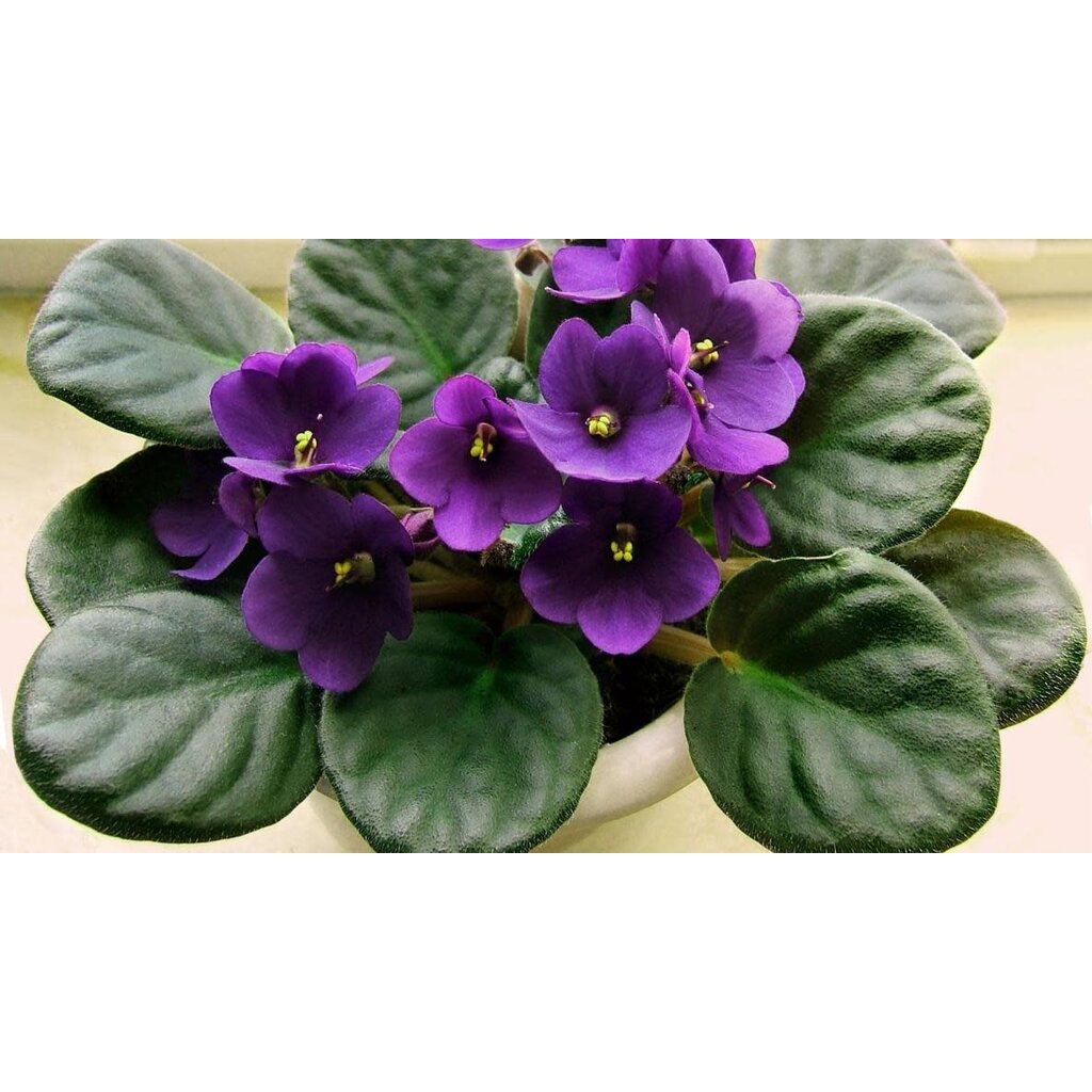 The Plant Shoppe Violets in Self watering Pot 2.5"