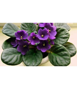 The Plant Shoppe Violets in Self watering Pot 2.5"