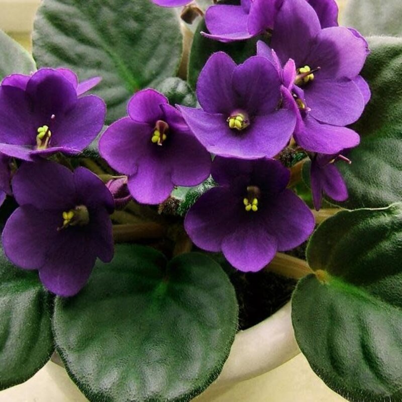 The Plant Shoppe Violets in Self watering Pot 2.5"
