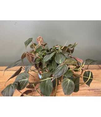 The Plant Shoppe Philodendron Micans 6" pot