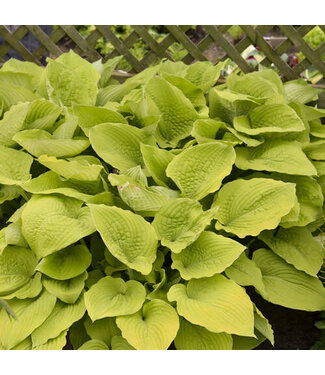 Proven Winner Hosta 'Shadowland Coast to Coast' PW 1G
