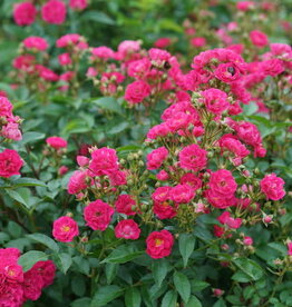 The Plant Shoppe Rose 'Oso Easy  Pleasy' PW 2g