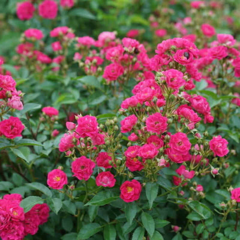 The Plant Shoppe Rose 'Oso Easy  Pleasy' PW 2g