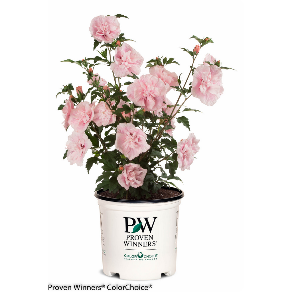 Proven Winner Hibiscus Pink Chiffon Rose of Sharon PW Tree 7G