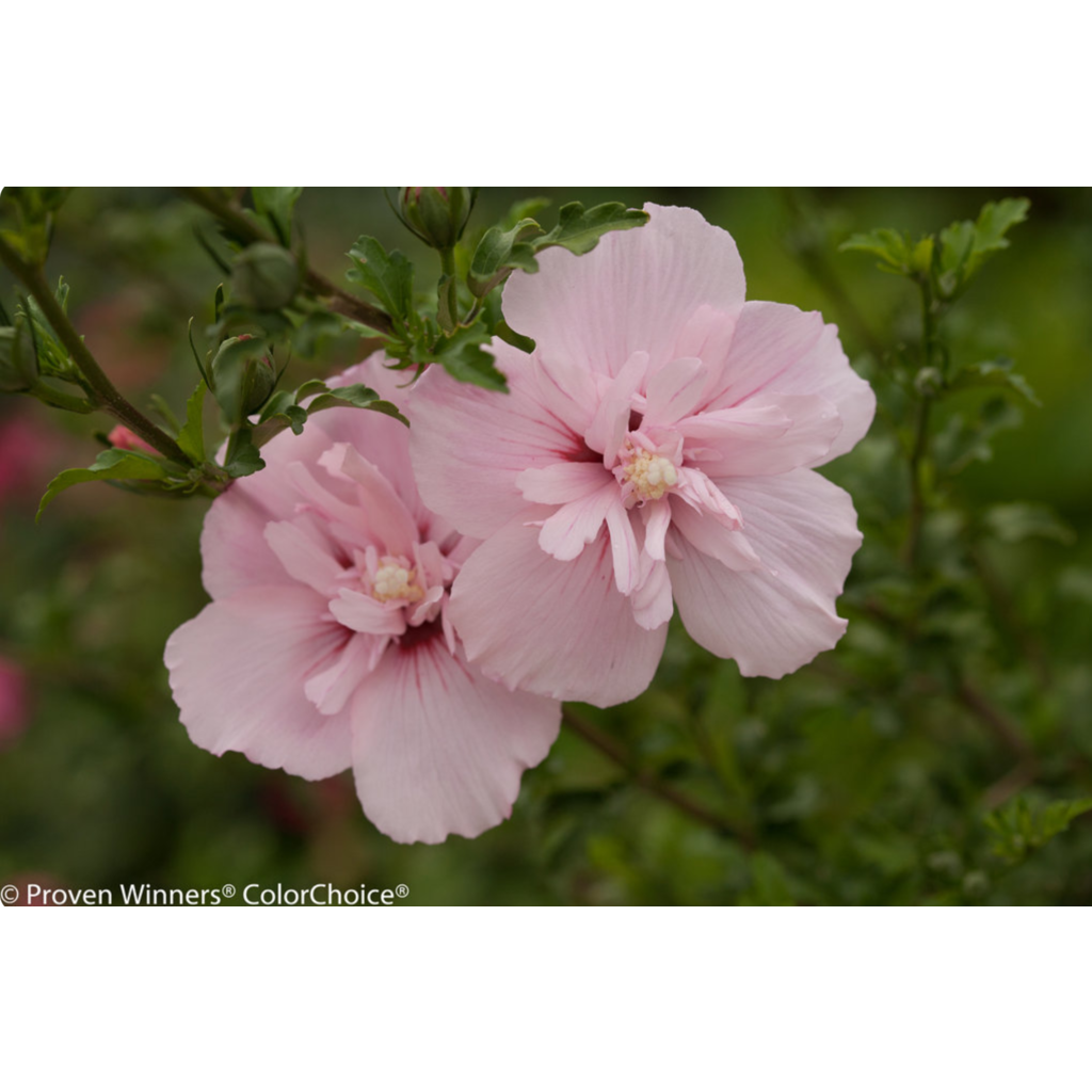 Proven Winner Hibiscus Pink Chiffon Rose of Sharon PW Tree 7G