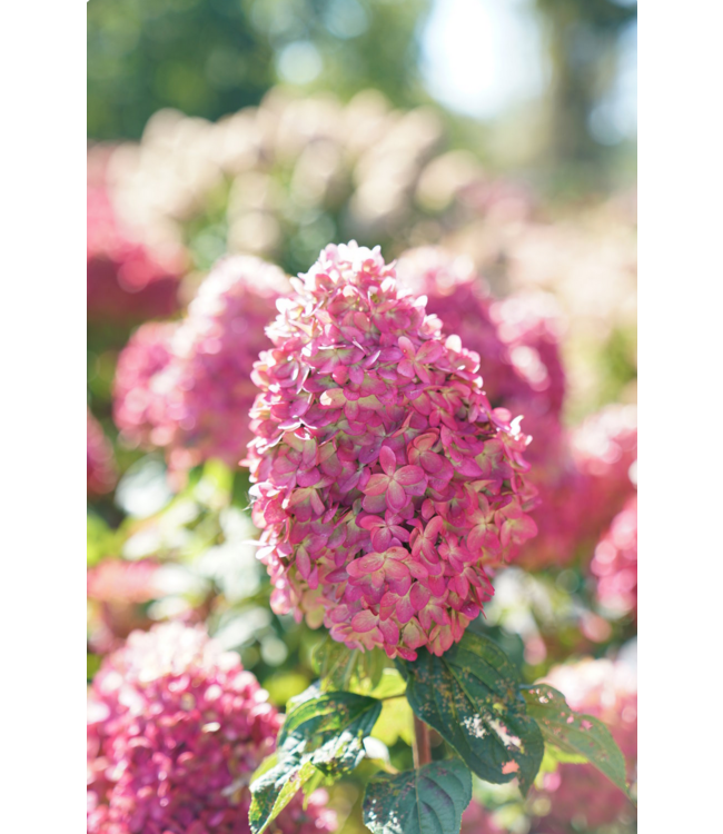 Proven Winner Hydrangea 'Limelight Prime' PW 3G
