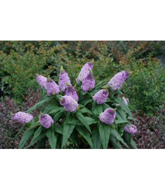 Proven Winner Buddleia 'Pugster Amethyst" PW 2G