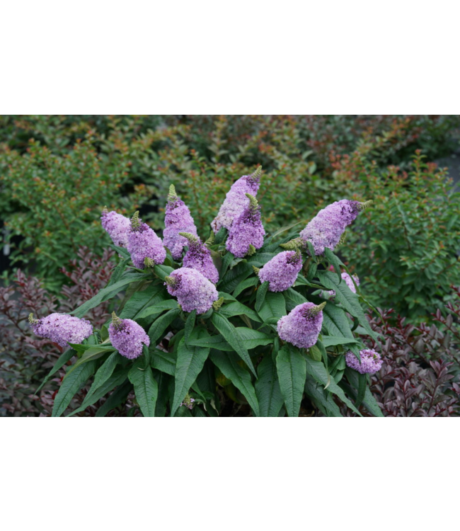 Proven Winner Buddleia 'Pugster Amethyst" PW 2G