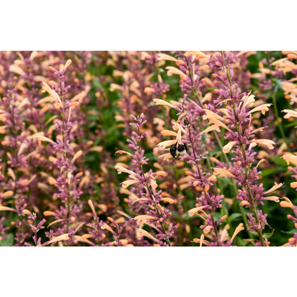 Proven Winner Agastache 'Meant To Bee' asst PW 1G