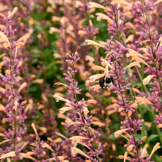 Proven Winner Agastache 'Meant To Bee' asst PW 1G