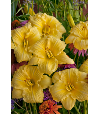 Proven Winner Daylily 'Going Bananas' 1G PW