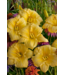 Proven Winner Daylily 'Going Bananas' 1G PW