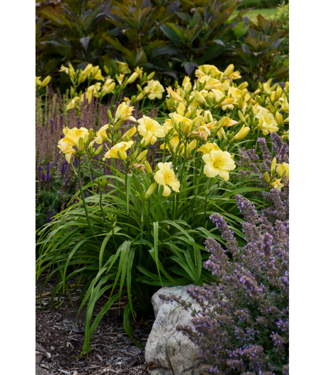 Proven Winner Daylily 'Going Bananas' 1G PW
