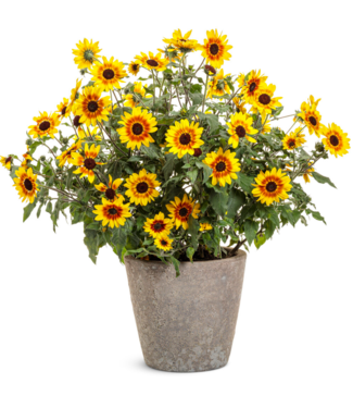 Proven Winner Helianthus Sunflower Suncredible Saturn PW 1G