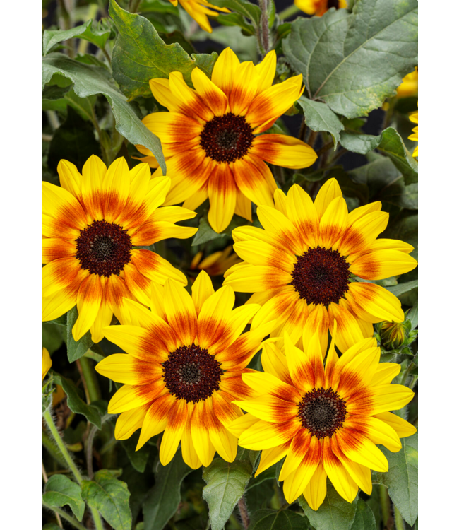 Proven Winner Helianthus Sunflower Suncredible Saturn PW 1G
