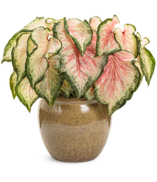 Proven Winner Caladium Asst 1qt