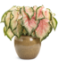 Proven Winner Caladium Asst 1qt