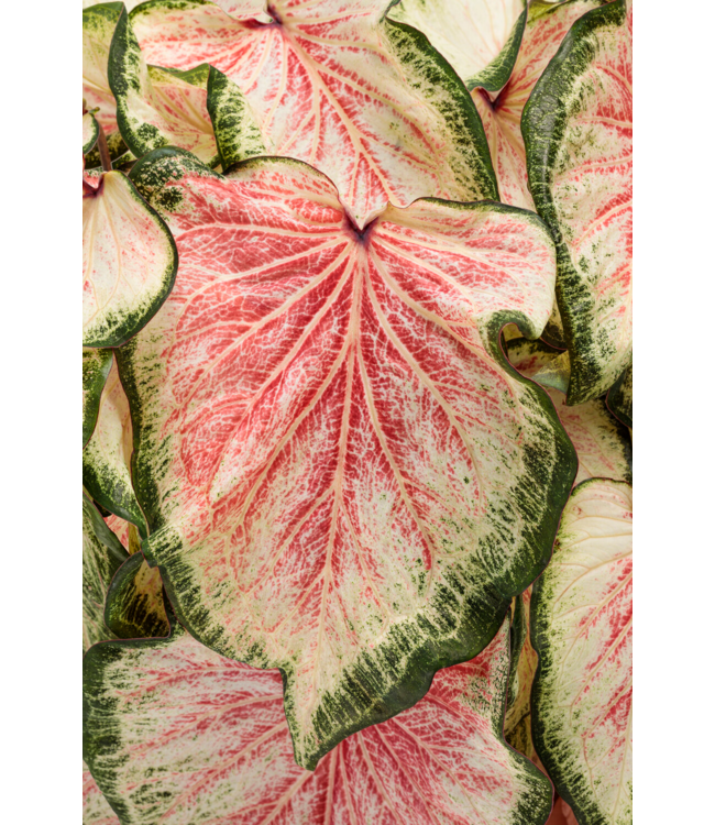 Proven Winner Caladium Asst 1qt
