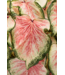 Proven Winner Caladium Asst 1qt