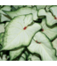 Proven Winner Caladium Asst 1qt