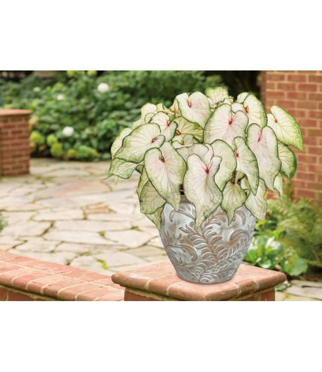 Proven Winner Caladium Asst 1qt