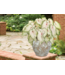 Proven Winner Caladium Asst 1qt