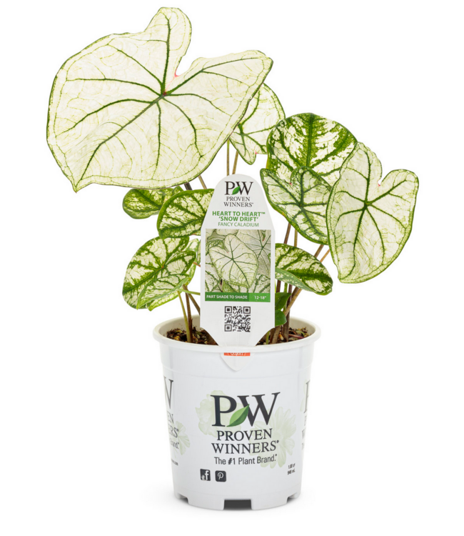 Proven Winner Caladium Asst 1qt