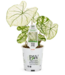 Proven Winner Caladium Asst 1qt