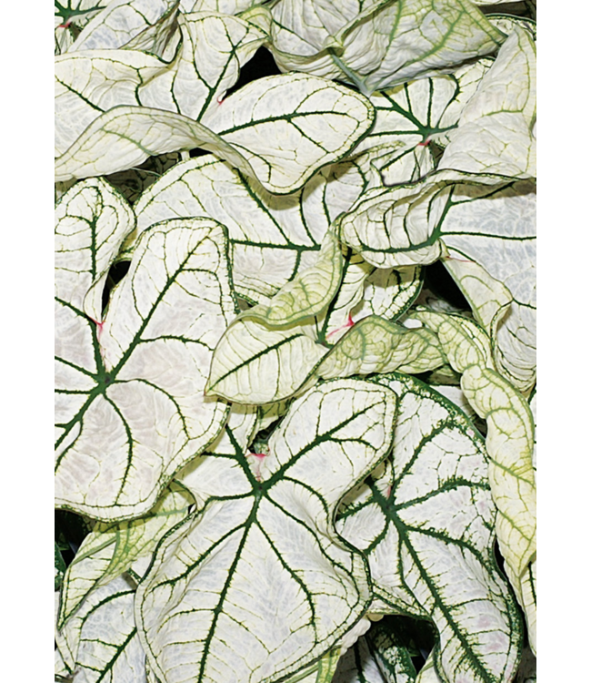 Proven Winner Caladium Asst 1qt