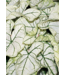 Proven Winner Caladium Asst 1qt